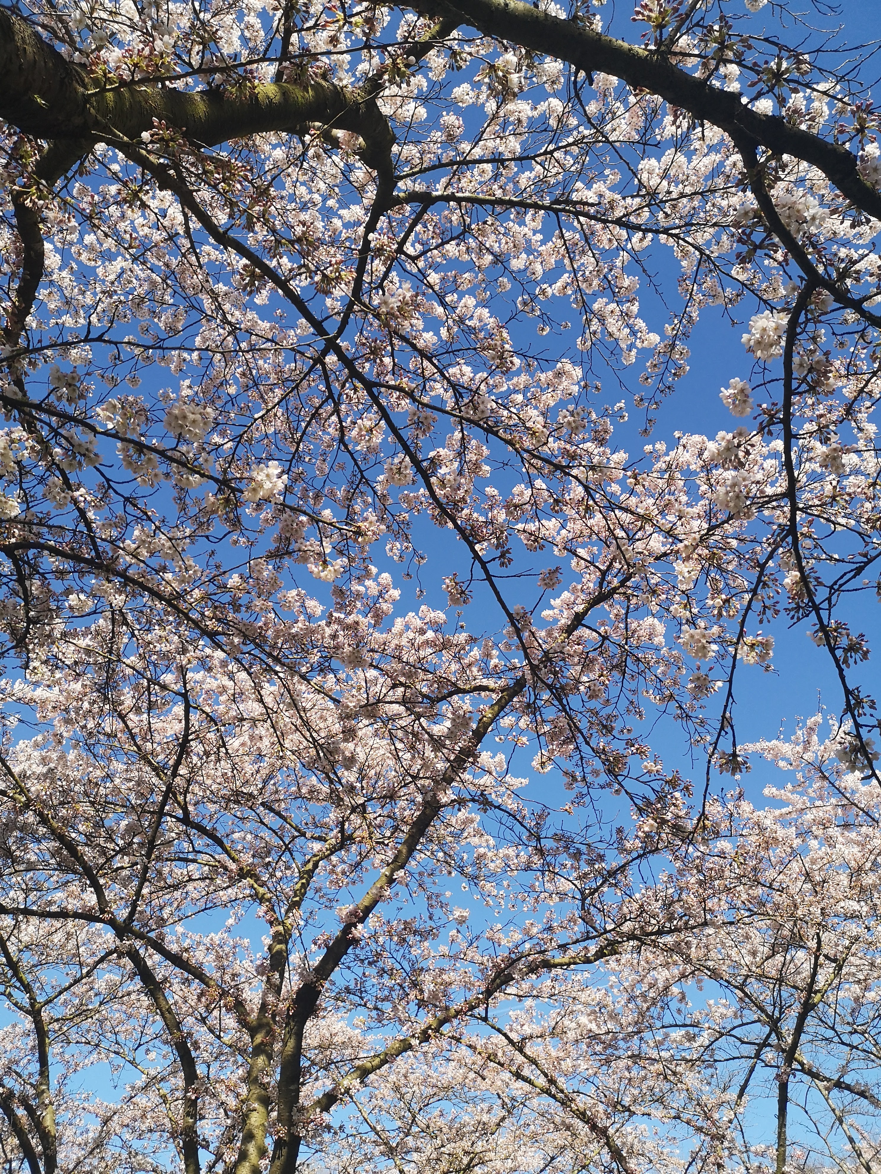 Admire Beautiful Cherry Blossom in Amsterdam: Spring 2022 Edition