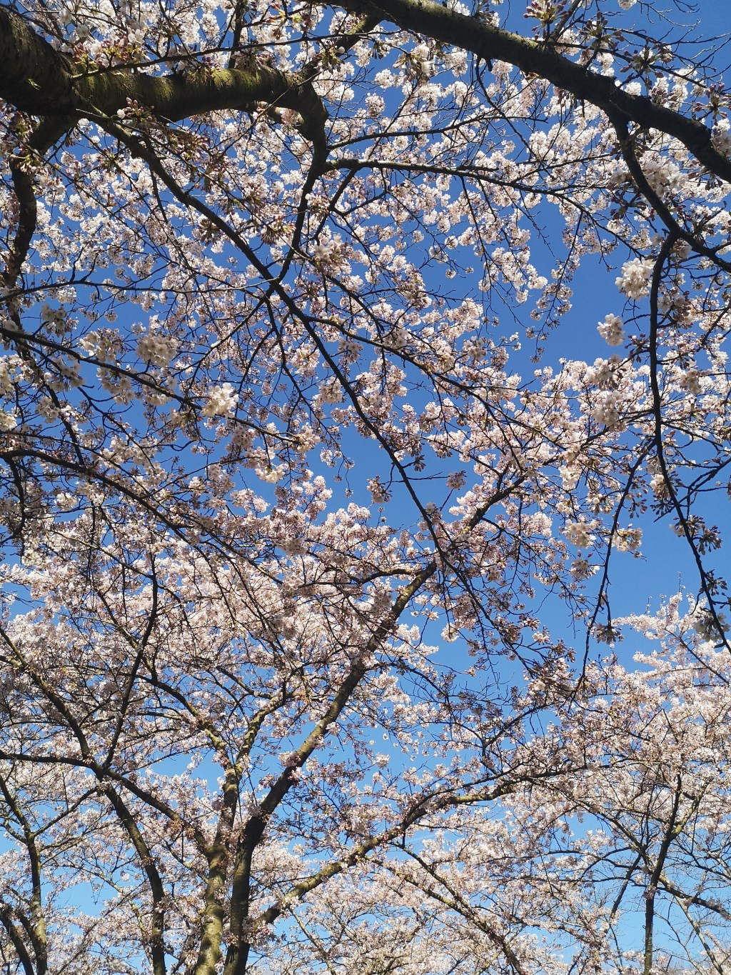 Admire Beautiful Cherry Blossom in Amsterdam: Spring 2022&nbsp;Edition